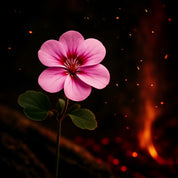 ATSY – 1 x Tattoo Oil  Fire Forged Formula